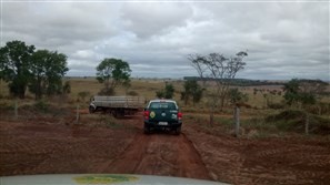 Operação da Polícia Ambiental apreende 42 pássaros silvestres